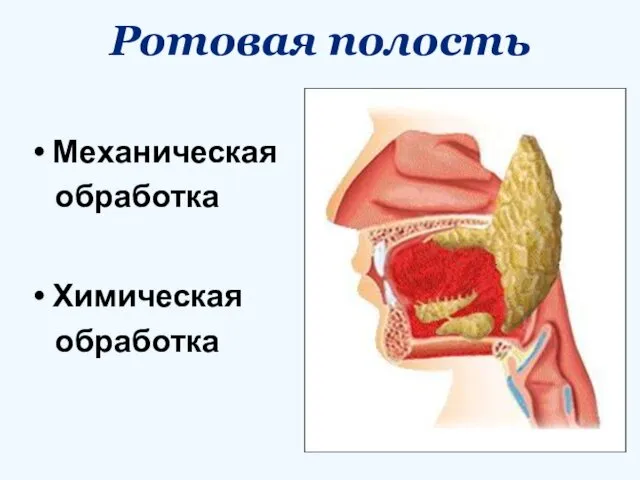 Ротовая полость Механическая обработка Химическая обработка