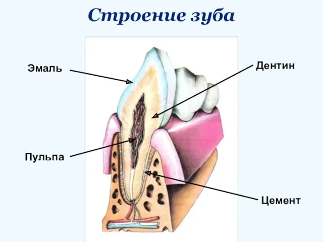 Строение зуба Дентин Эмаль Цемент Пульпа