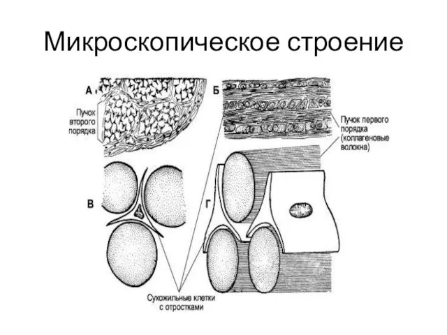 Микроскопическое строение