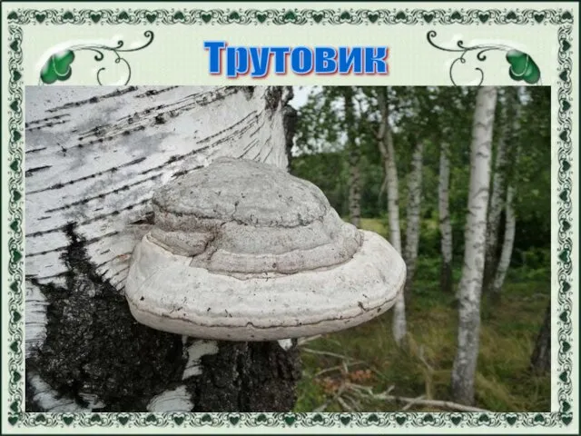 Трутовик