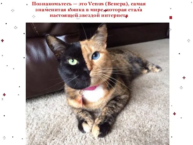 Познакомьтесь — это Venus (Венера), самая знаменитая кошка в мире, которая стала настоящей звездой интернета