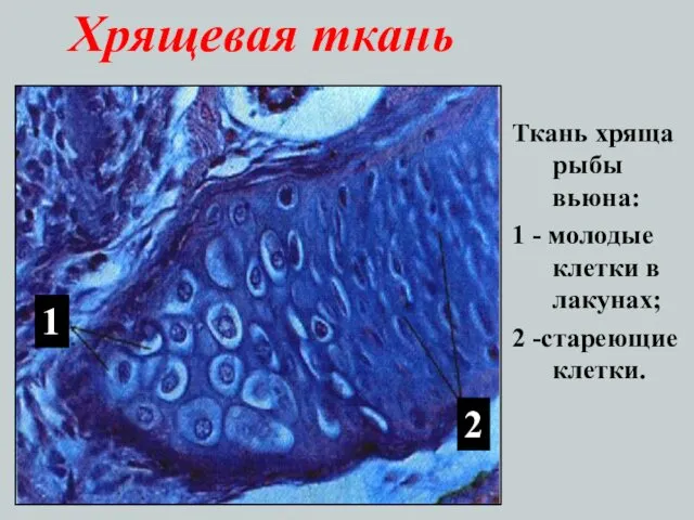 Хрящевая ткань Ткань хряща рыбы вьюна: 1 - молодые клетки