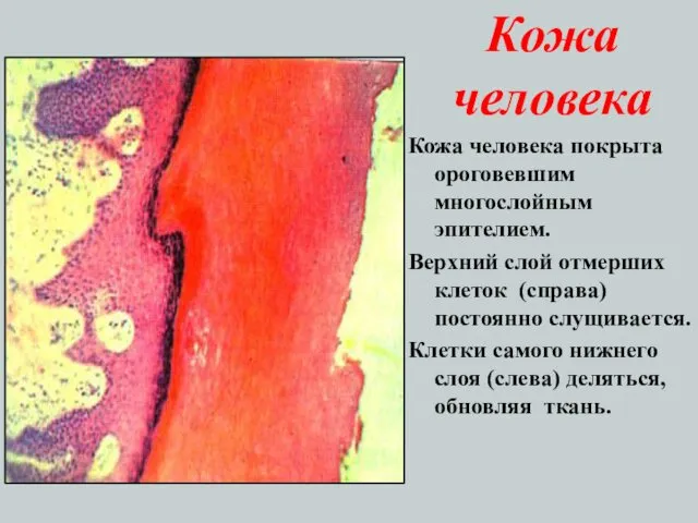 Кожа человека Кожа человека покрыта ороговевшим многослойным эпителием. Верхний слой