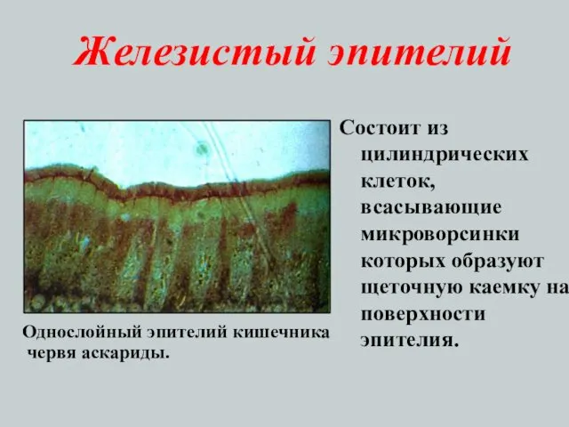 Железистый эпителий Состоит из цилиндрических клеток, всасывающие микроворсинки которых образуют