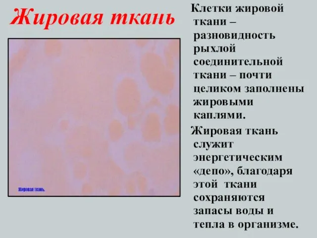 Жировая ткань Клетки жировой ткани – разновидность рыхлой соединительной ткани