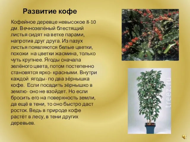 Развитие кофе Кофейное деревце невысокое 8-10 дм. Вечнозелёный блестящий листья