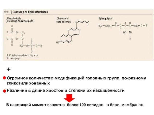 (glycerophospholipids) (Ergosterol) + Огромное количество модификаций головных групп, по-разному гликозилированных