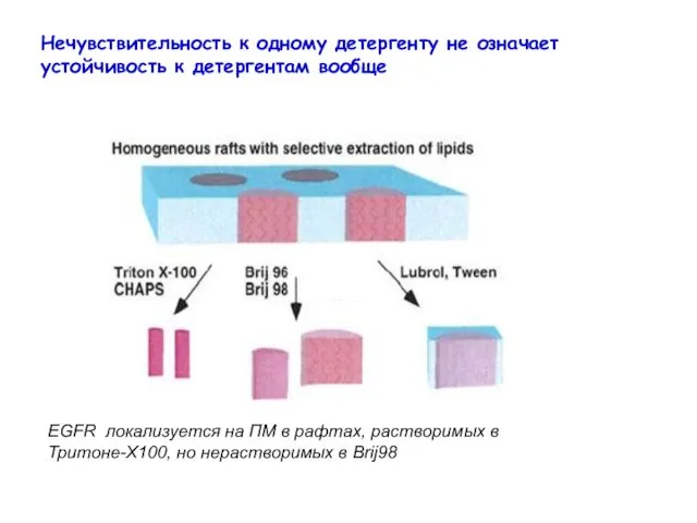 Нечувствительность к одному детергенту не означает устойчивость к детергентам вообще