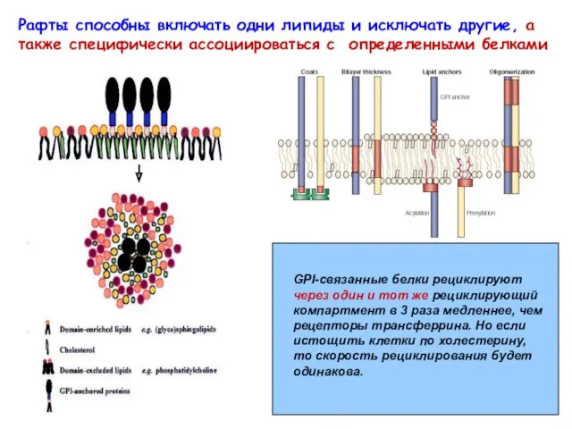 Рафты способны включать одни липиды и исключать другие, а также