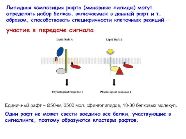 Липидная композиция рафта (минорные липиды) могут определять набор белков, включаемых