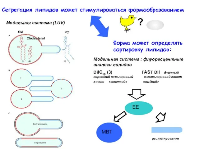 Сегрегация липидов может стимулироваться формообразованием Форма может определять сортировку липидов: