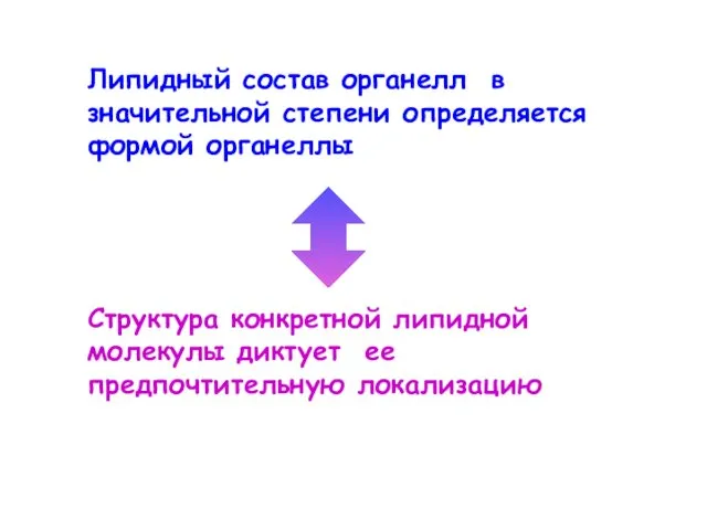 Липидный состав органелл в значительной степени определяется формой органеллы Структура