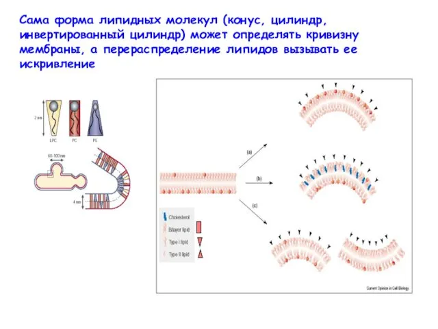 Сама форма липидных молекул (конус, цилиндр, инвертированный цилиндр) может определять