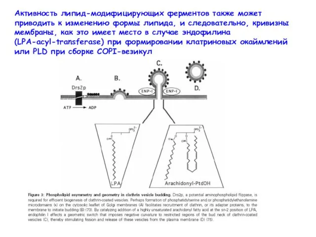 Активность липид-модифицирующих ферментов также может приводить к изменению формы липида,