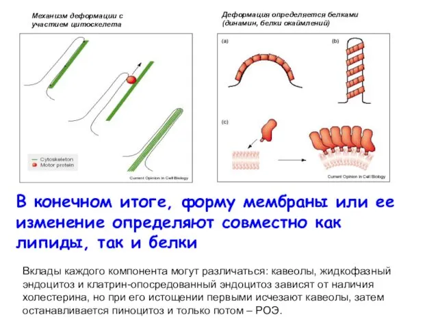 В конечном итоге, форму мембраны или ее изменение определяют совместно