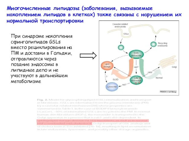 Многочисленные липидозы (заболевания, вызываемые накоплением липидов в клетках) также связаны