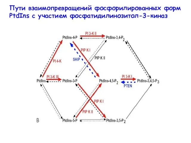 Пути взаимопревращений фосфорилированных форм PtdIns с участием фосфатидилинозитол-3-киназ