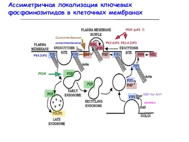 Ассиметричная локализация ключевых фосфоинозитидов в клеточных мембранах PI(4,5)P2 Синаптоджанин синаптотагмин