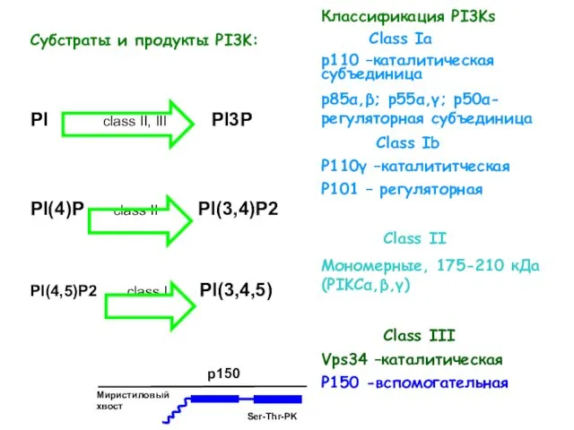 Классификация PI3Ks Class Ia р110 –каталитическая субъединица р85α,β; р55α,γ; p50α-регуляторная