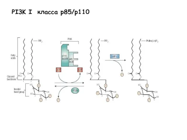 PI3K I класса p85/p110