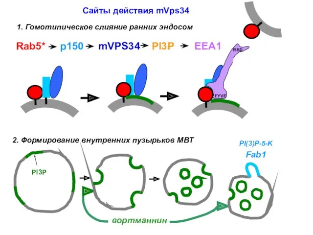 Сайты действия mVps34 1. Гомотипическое слияние ранних эндосом 2. Формирование внутренних пузырьков МВТ