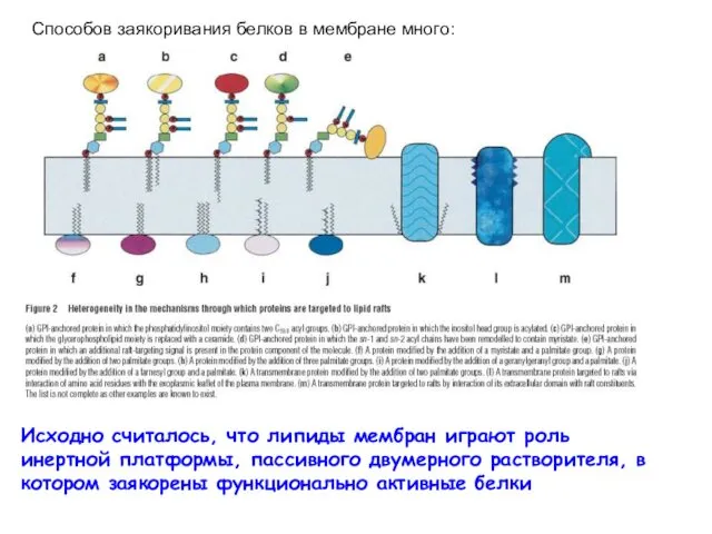 Исходно считалось, что липиды мембран играют роль инертной платформы, пассивного