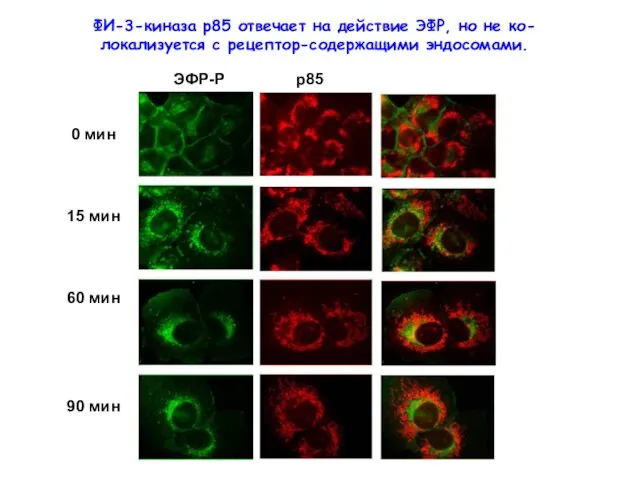ФИ-3-киназа р85 отвечает на действие ЭФР, но не ко-локализуется с