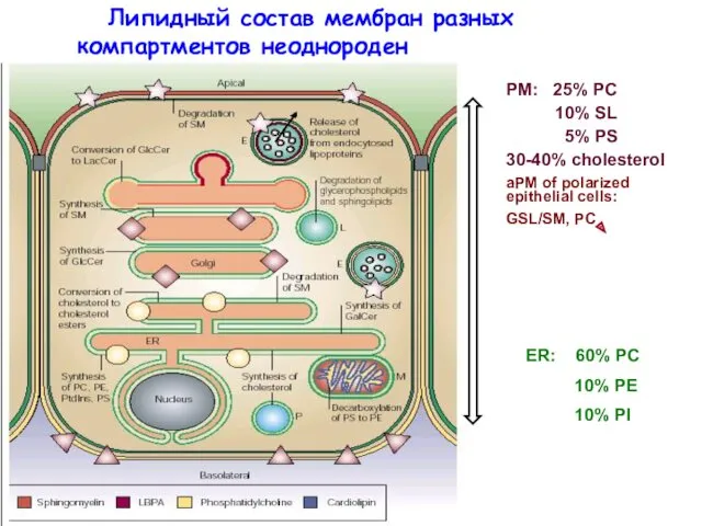 ER: 60% PC 10% PE 10% PI Липидный состав мембран разных компартментов неоднороден