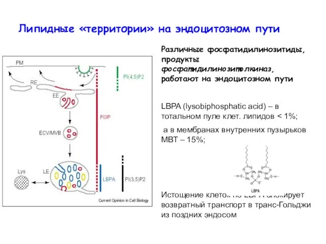 Липидные «территории» на эндоцитозном пути Различные фосфатидилинозитиды, продукты фосфатидилинозитолкиназ, работают