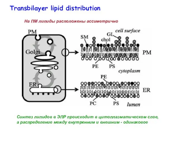 Синтез липидов в ЭПР происходит в цитоплазматическом слое, а распределение