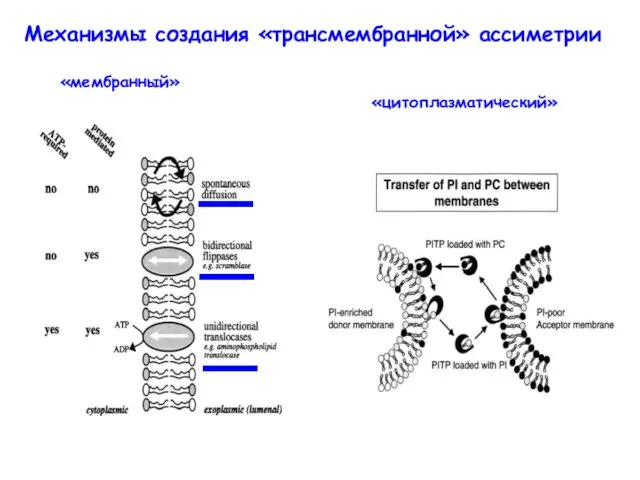 Механизмы создания «трансмембранной» ассиметрии «мембранный» «цитоплазматический»