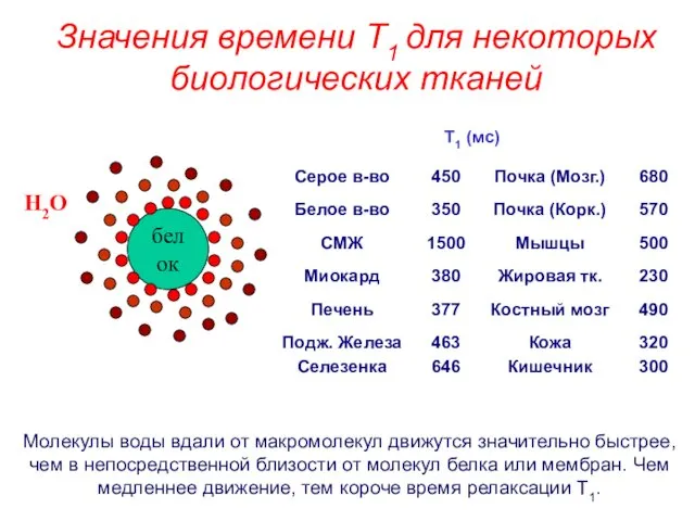 Молекулы воды вдали от макромолекул движутся значительно быстрее, чем в