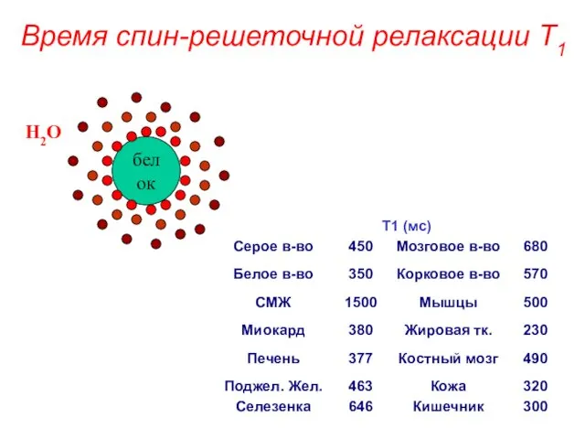 Время спин-решеточной релаксации T1