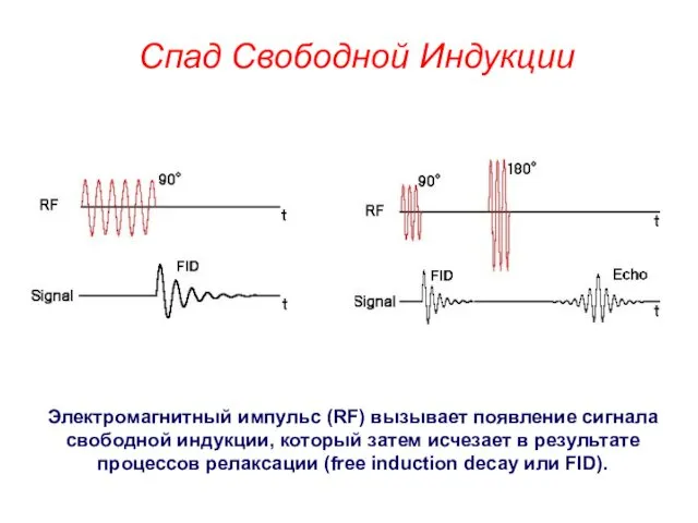 Спад Свободной Индукции Электромагнитный импульс (RF) вызывает появление сигнала свободной