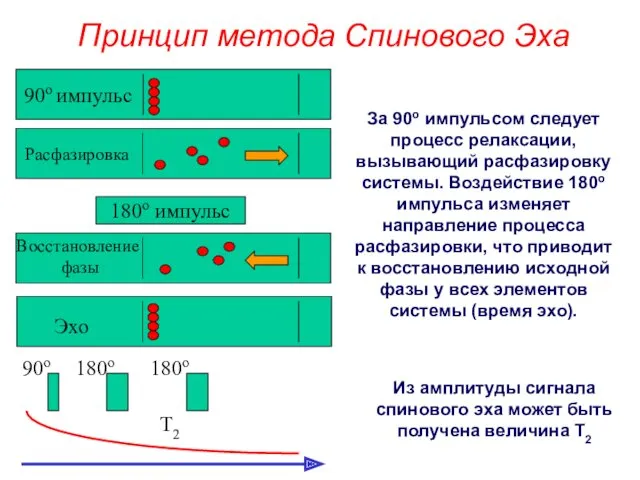 Принцип метода Спинового Эха За 90o импульсом следует процесс релаксации,