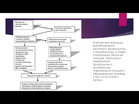 В организме женщины вырабатываются антитела к эритроцитам и тромбоцитам, а