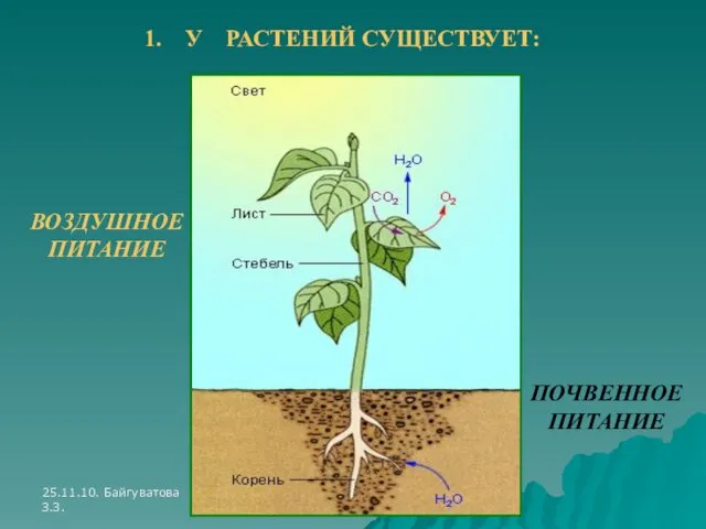 25.11.10. Байгуватова З.З. 1. У РАСТЕНИЙ СУЩЕСТВУЕТ: ВОЗДУШНОЕ ПИТАНИЕ ПОЧВЕННОЕ ПИТАНИЕ