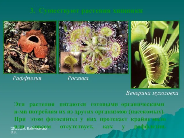 25.11.10. Байгуватова З.З. Раффлезия Росянка Венерина мухоловка 3. Существуют растения