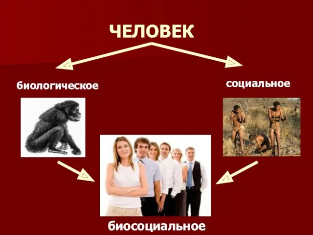 ЧЕЛОВЕК биологическое социальное биосоциальное