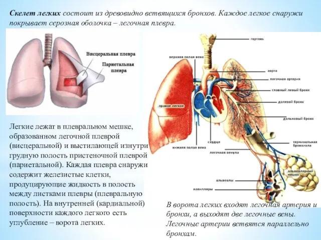 Скелет легких состоит из древовидно ветвящихся бронхов. Каждое легкое снаружи