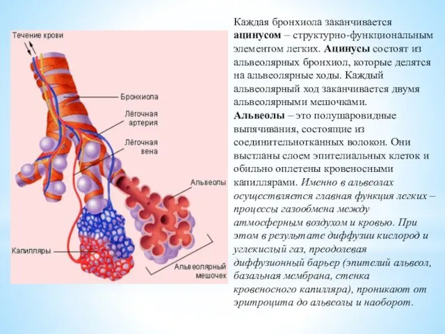 Каждая бронхиола заканчивается ацинусом – структурно-функциональным элементом легких. Ацинусы состоят