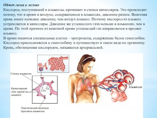 Обмен газов в легких Кислород, поступивший в альвеолы, проникает в