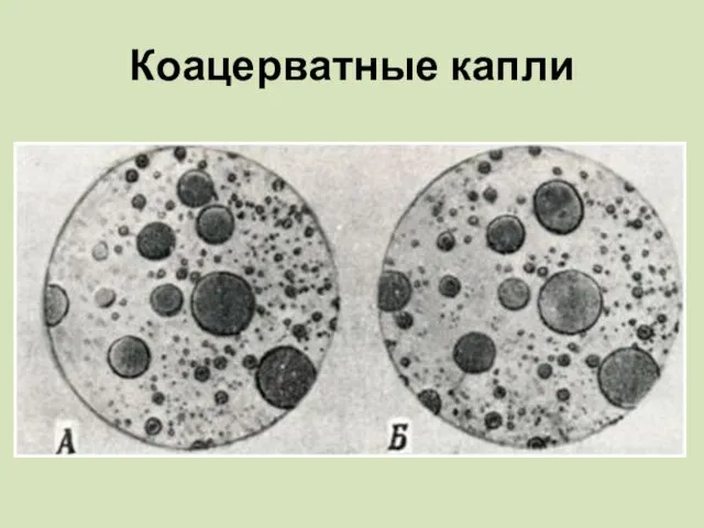 Коацерватные капли