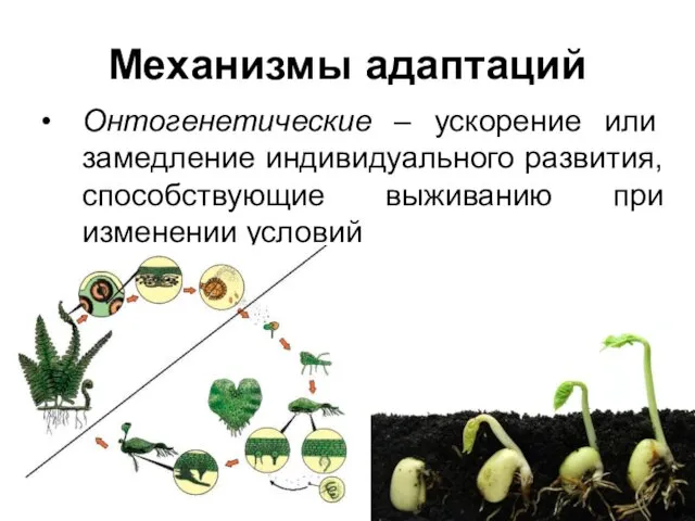 Механизмы адаптаций Онтогенетические – ускорение или замедление индивидуального развития, способствующие выживанию при изменении условий