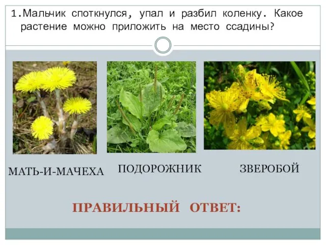 1.Мальчик споткнулся, упал и разбил коленку. Какое растение можно приложить