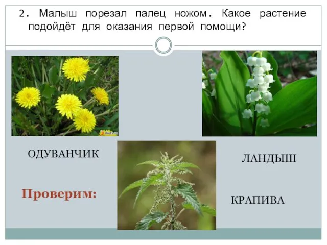 2. Малыш порезал палец ножом. Какое растение подойдёт для оказания первой помощи? ОДУВАНЧИК ЛАНДЫШ КРАПИВА Проверим: