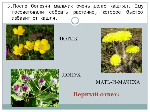 5.После болезни мальчик очень долго кашлял. Ему посоветовали собрать растение,