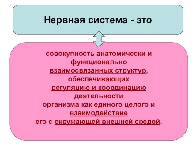 Нервная система - это совокупность анатомически и функционально взаимосвязанных структур,