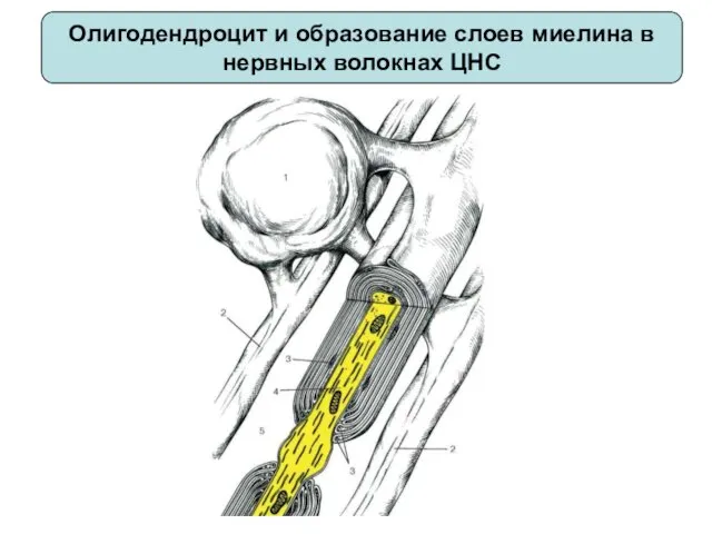 Олигодендроцит и образование слоев миелина в нервных волокнах ЦНС