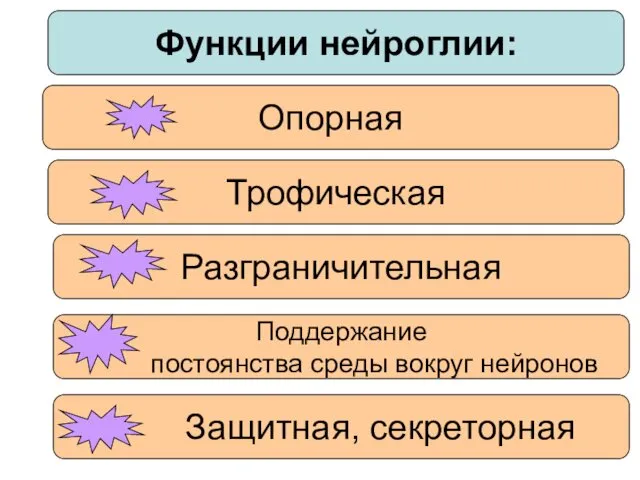 Функции нейроглии: Опорная Трофическая Разграничительная Поддержание постоянства среды вокруг нейронов Защитная, секреторная